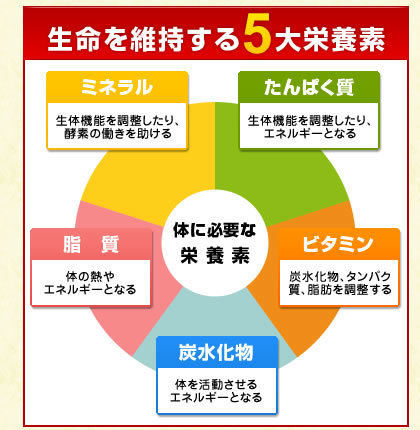 栄養素.jpg